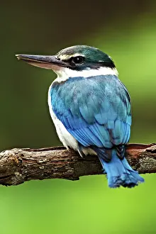 Chloris: Collared Kingfisher (Halcyon chloris)