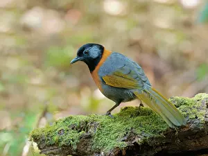 Laughing: Collared Laughing Thrush Trochalopteron yersini