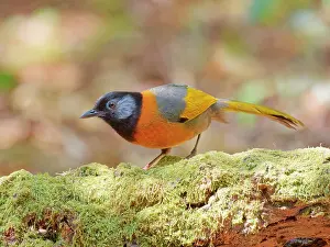 Laughing: Collared Laughing Thrush Trochalopteron yersini