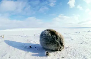 Sprouts: Collared Lemming - adult in winter fur, feeds on