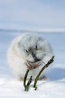 Sprouts: Collared Lemming - adult in winter fur (large winter
