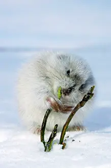 Sprouts: Collared Lemming - adult in winter fur (large winter