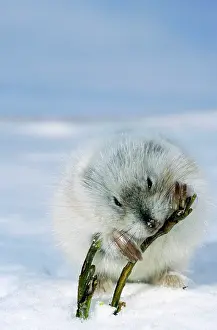 Sprouts: Collared Lemming - adult in winter fur (large winter