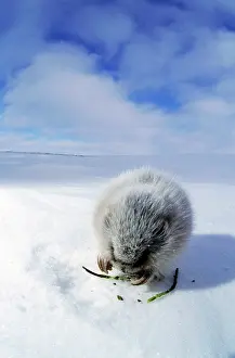 Sprouts: Collared Lemming - adult in winter fur (large winter