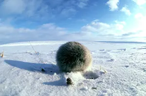 Lemming: Collared Lemming - adult in winter fur, looks like