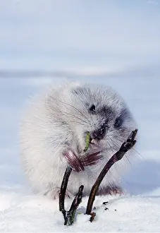 Andrey Zvoznikov: Collared LEMMING - eating new shoot. Feeding on