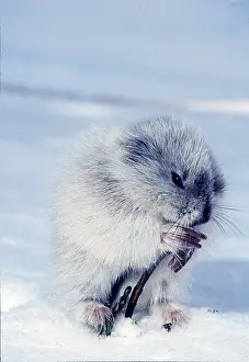 Andrey Zvoznikov: Collared LEMMING - eating shoot. Feeding on dwarf willow