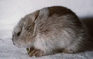 Andrey Zvoznikov: Collared LEMMING - side view. Feeding on Dwarf Willow