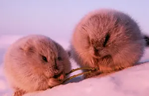 Huddled: COLLARED LEMMING - x 2 in winter feed on dwarf willow