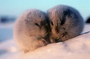 Huddled: Collared Lemmings - adults in winter fur, large