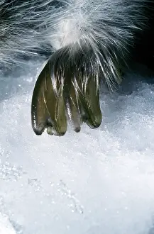 Lemming: Collared Lemming's large winter claw of a forepaw