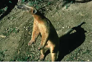 Rearing: Collared / Lesser / Southern TAMANDUA / ANTEATER