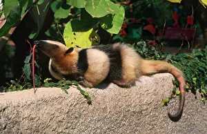 Lesser: Collared / Lesser / Southern TAMANDUA / ANTEATER