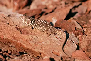 Crotaphytus: Collared Lizard