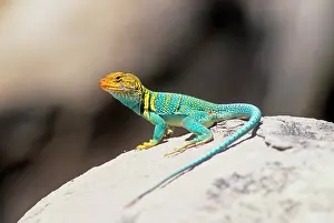 Crotaphytus: Collared Lizard