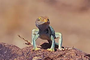 Crotaphytus: Collared Lizard