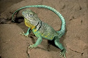 Crotaphytus: Collared Lizard