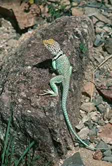 Sunning: Collared Lizard