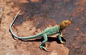 Lizards: COLLARED LIZARD