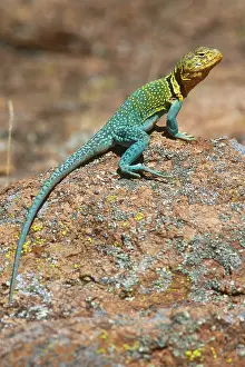 Crotaphytus: Collared Lizard (Crotaphytus collaris)