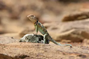 Crotaphytus: Collared Lizard (Crotaphytus collaris)