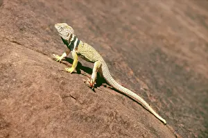 Sunning: Collared Lizard (Crotaphytus collaris)