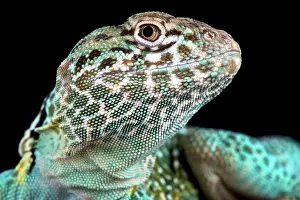 Crotaphytus: The Collared lizard (Crotaphytus collaris) is a
