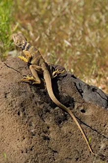 Crotaphytus: Collared Lizard - Female, basking