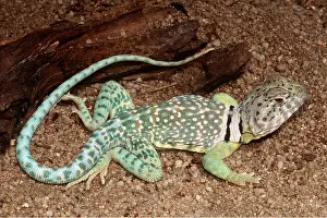Mary Clay: COLLARED LIZARD - ON GROUND