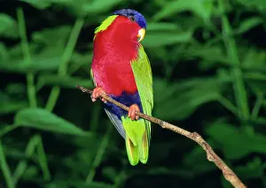 Solitarius: Collared Lori / Lory (Kula)
