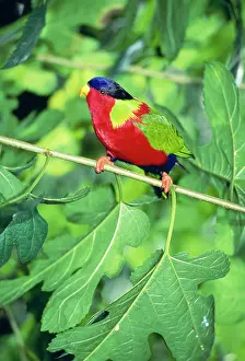 Solitarius: Collared Lori / Lory (Kula)