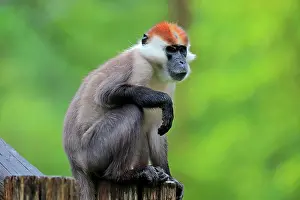 Torquatus: Collared mangabey (Cercocebus torquatus), adult