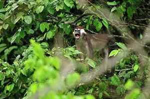 Collared: Collared Mangabey / Red-capped Mangabey / White-collared