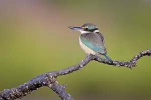Covers: Collared / Mangrove Kingfisher - sitting on old