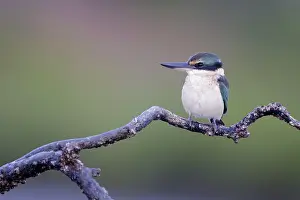 Covers: Collared / Mangrove Kingfisher - sitting on old