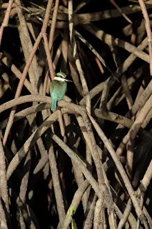 Collared / Mangrove Kingfisher - sitting in typical
