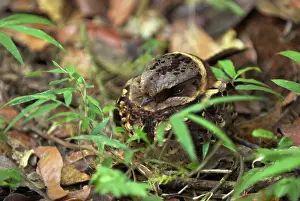 Nightjar: Collared Nightjar - endemic. At rest during day