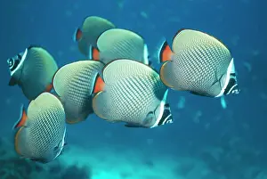 Pakistan: Collared / Pakistan BUTTERFLY FISH / Butterflyfish - Seven