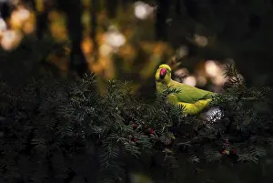 Blurred: Collared Parakeet (Psittacula krameri)