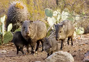 Javelinas: Collared Peccaries / Javelinas - Family group in