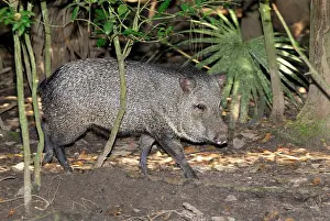 Peccaries: Collared Peccary