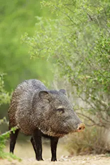 Peccary: Collared Peccary