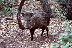 Bonnie Weisser: Collared PECCARY - in forest. Known as a Javelina in Texas