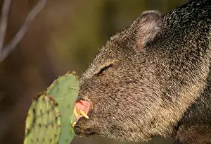 Javelinas: Collared Peccary / Javelina - eating Prickly Pear