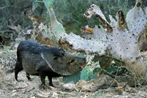 Javelinas: Collared Peccary / Javelina - Feeding on Cactus