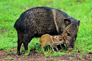 Javelinas: Collared Peccary / Javelina - mother with young