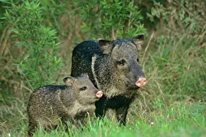 Javelinas: Collared Peccary / Javelina - mother with young