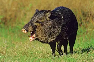 Javelinas: Collared Peccary / Javelina - With mouth open