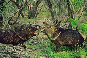 Javelinas: Collared Peccary / Javelina - Two together with mouth open