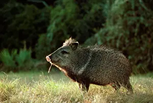 Javelinas: Collared Peccary / Javelina - Texas